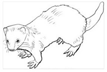 Ferret facing left